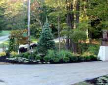 front yard landscape install trees shrubs